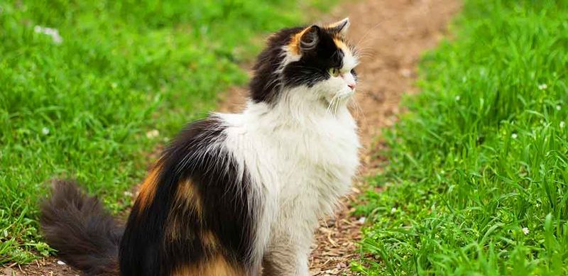 Ragdoll
