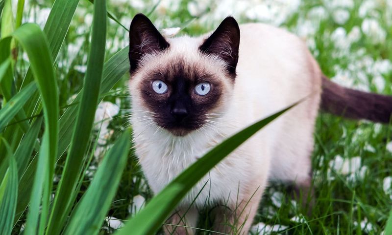 Siamese