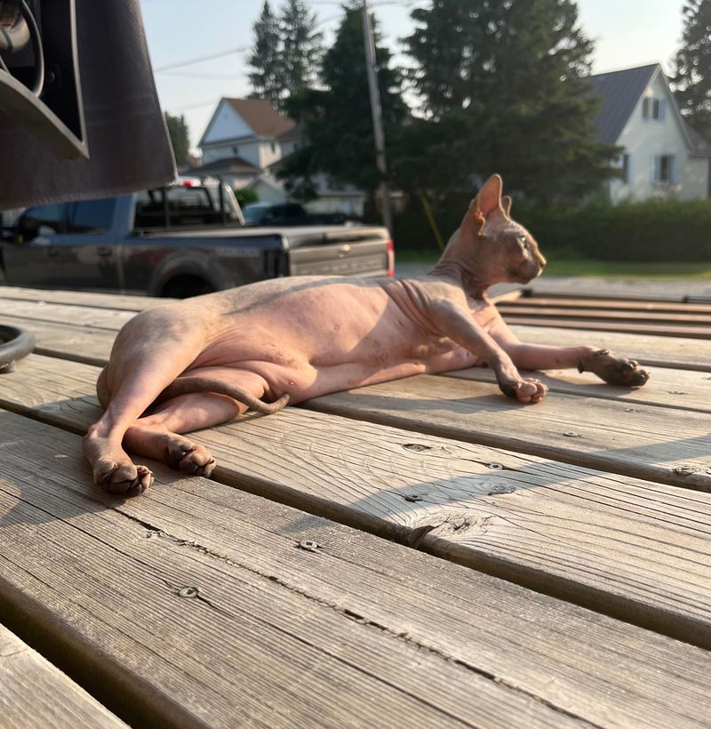 Sphynx