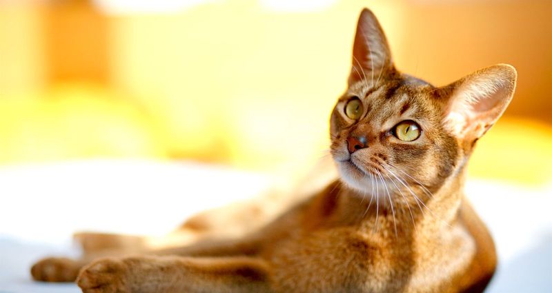 Abyssinian: Empathetic Energy Matches