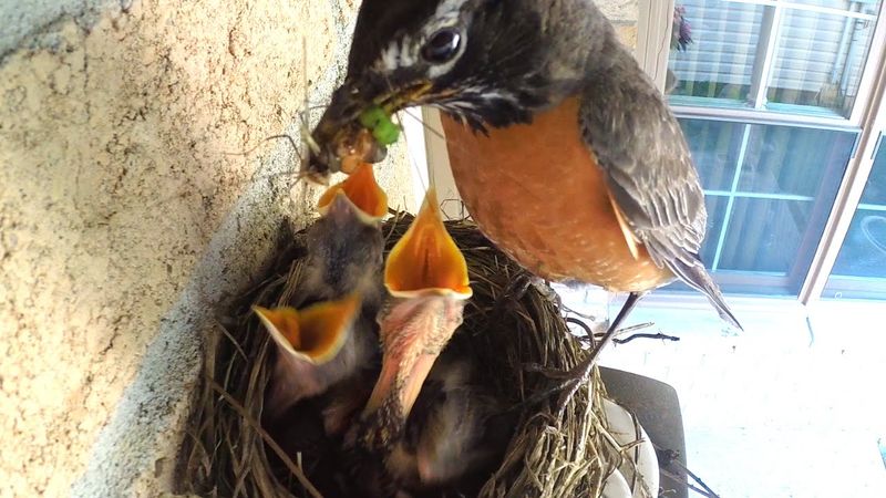 Robin Nestlings With Giant Appetites