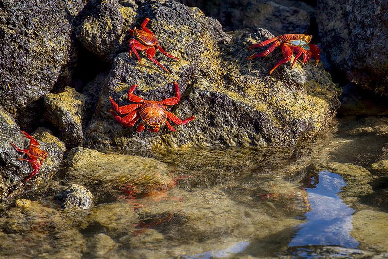 Crab