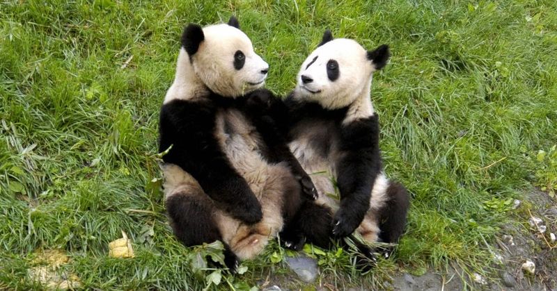 Giant Pandas