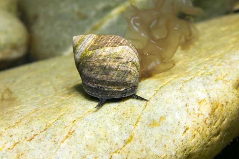 Periwinkle Snail