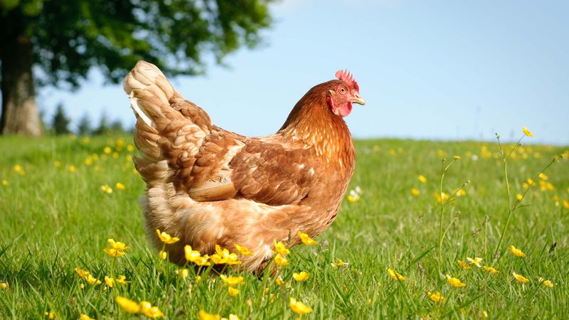 Chickens And T-Rex