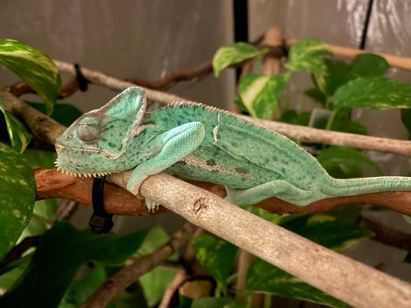 Sleep Transitions