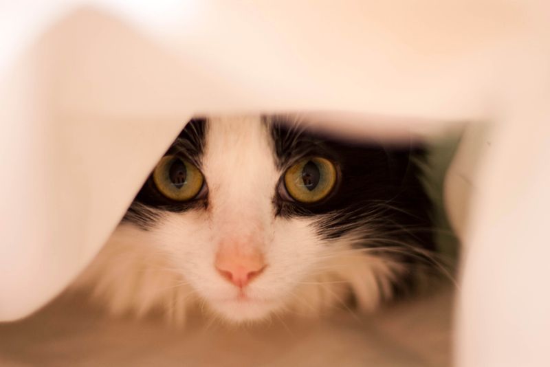 Hiding