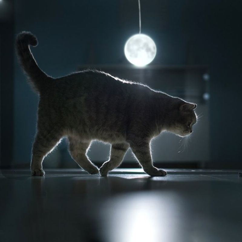 Charming Night Owls