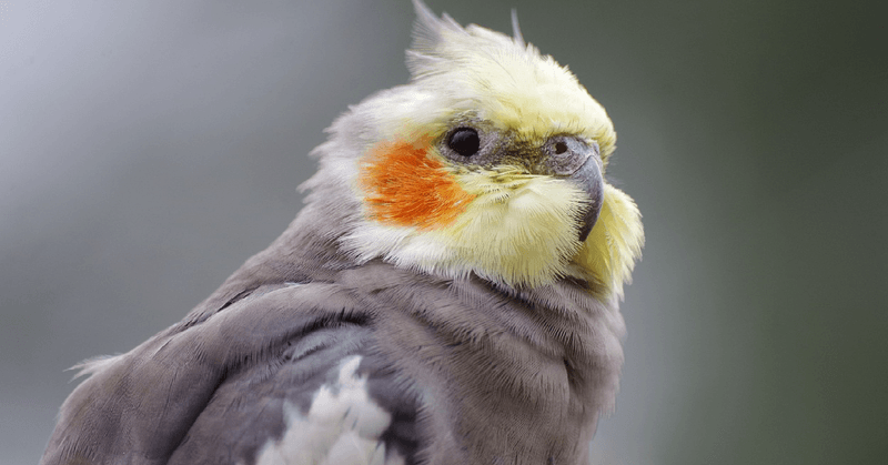 Cockatiel