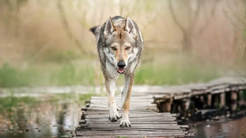 Territorial Instincts