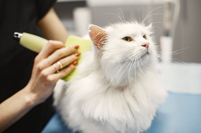 Gentle Grooming Sessions
