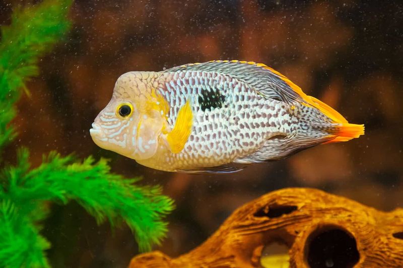 Green Terror Cichlid