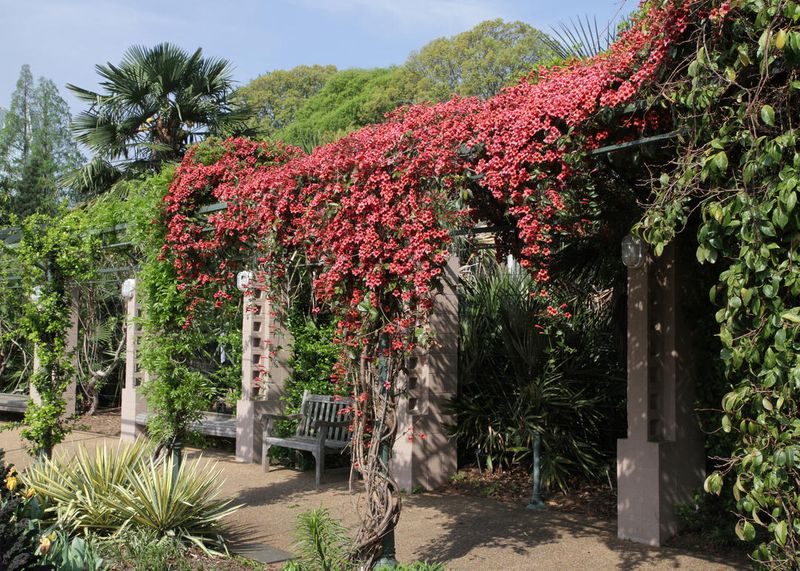 Climbing Vines