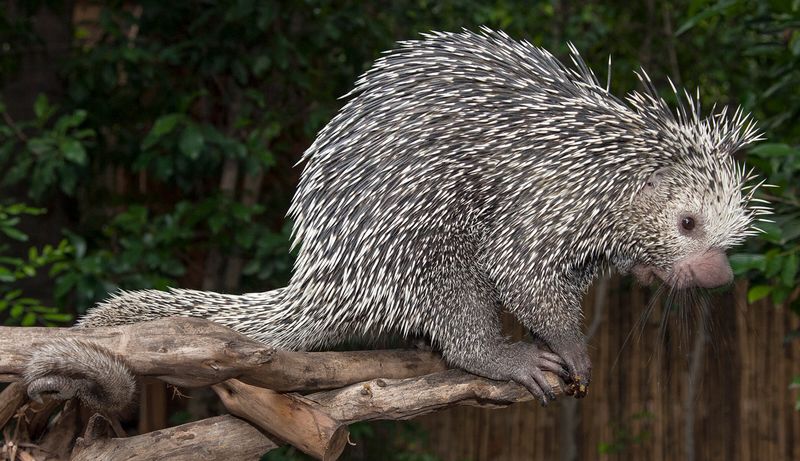 Porcupine