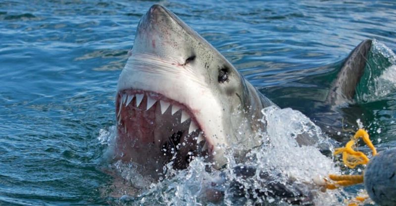 Shark