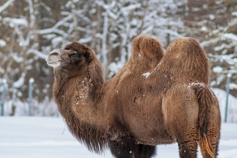 Bactrian Camel
