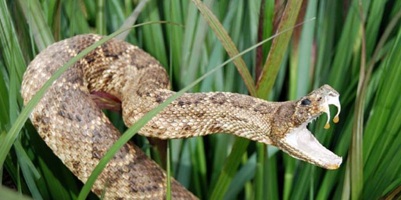 Snake