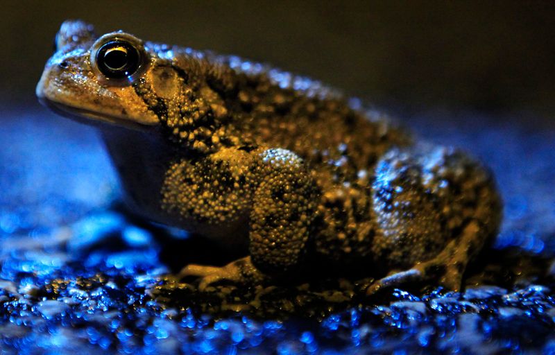 Toads Emerging In Droves