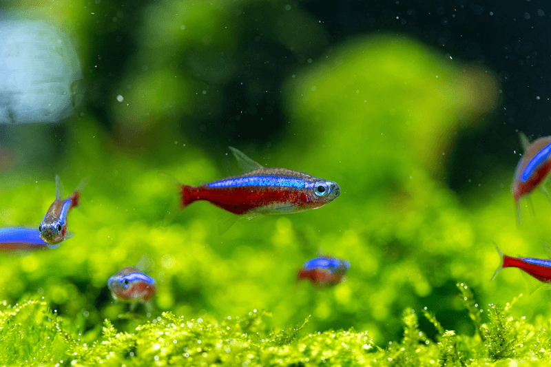 Neon Tetra