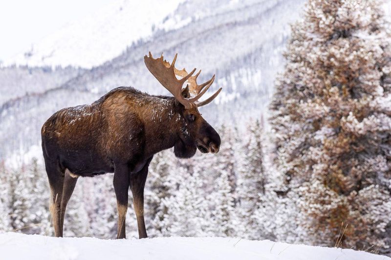 Moose