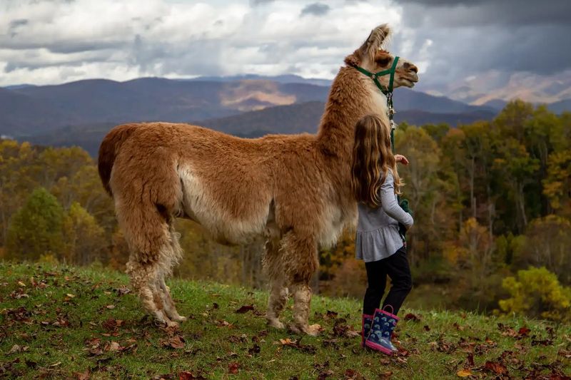 Llamas