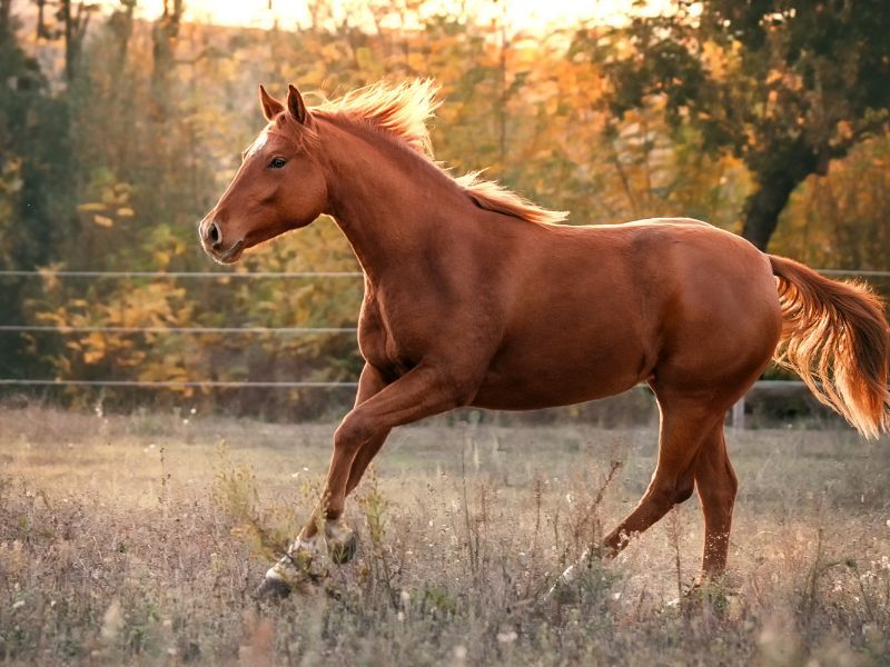 American Quarter Horse