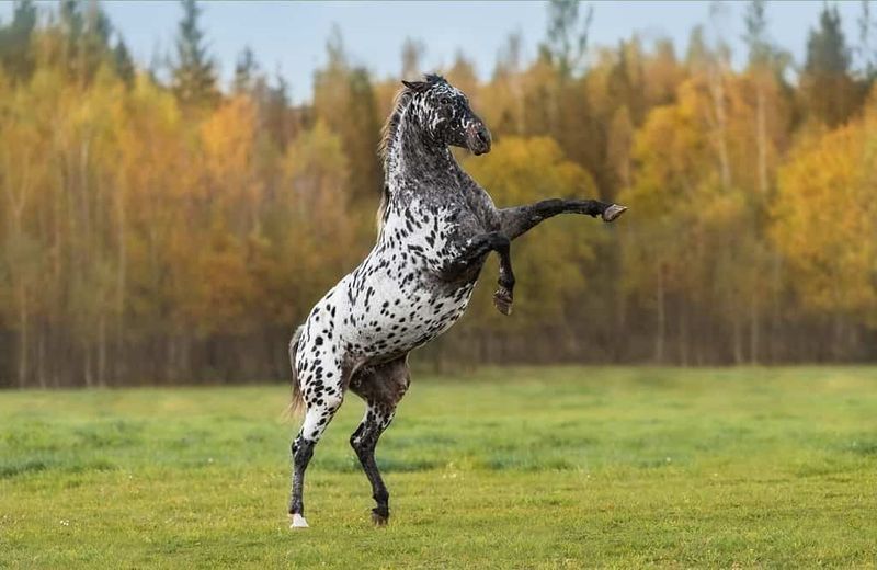 Appaloosa
