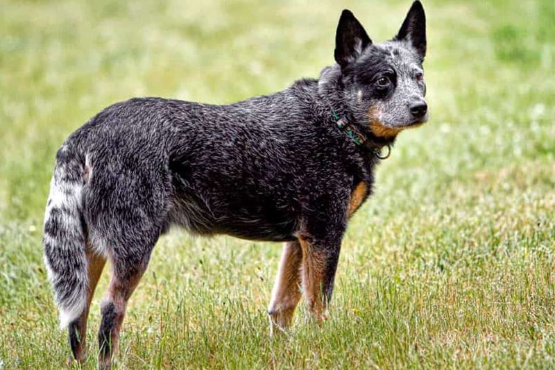 Blue Heeler (Australian Cattle Dog)