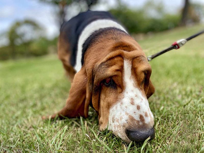 Basset Hound