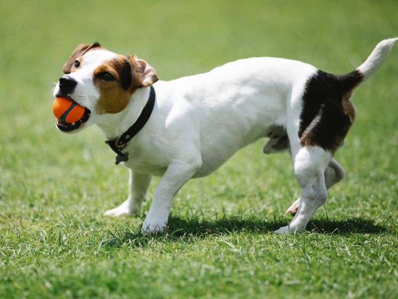 Jack Russell Terrier