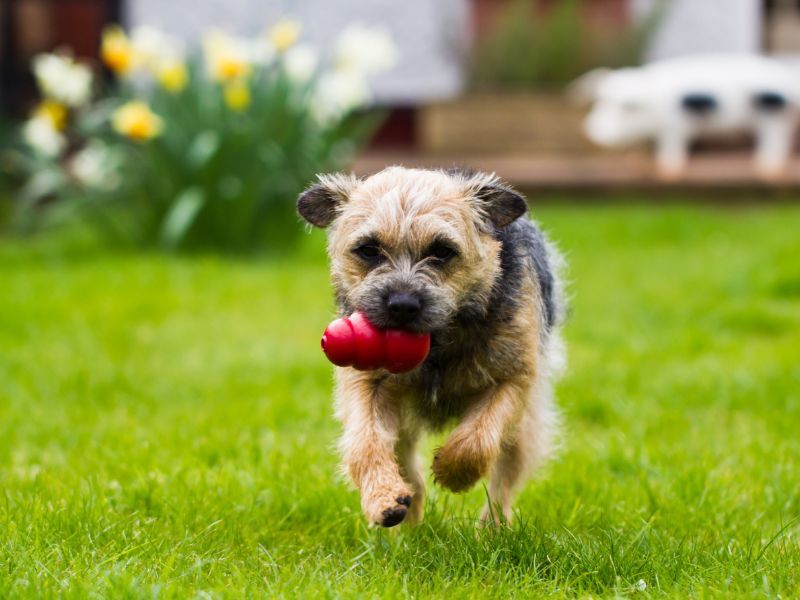 Border Terrier