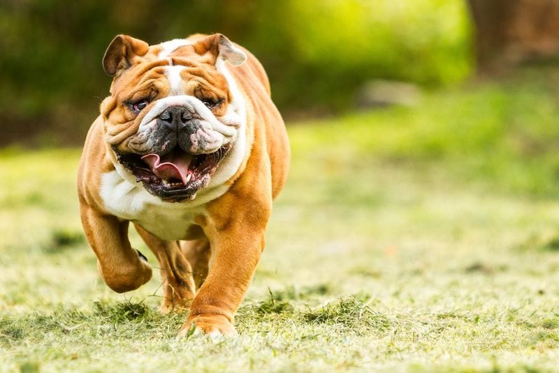 Bulldog