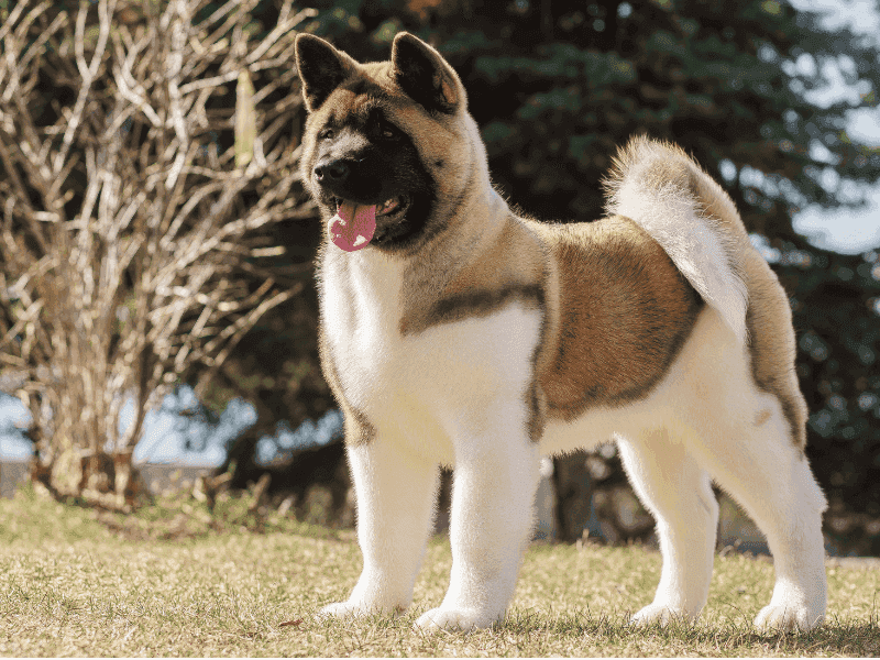 Akitas