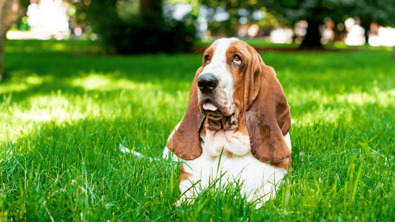 Basset Hound