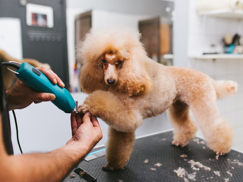 Poodle
