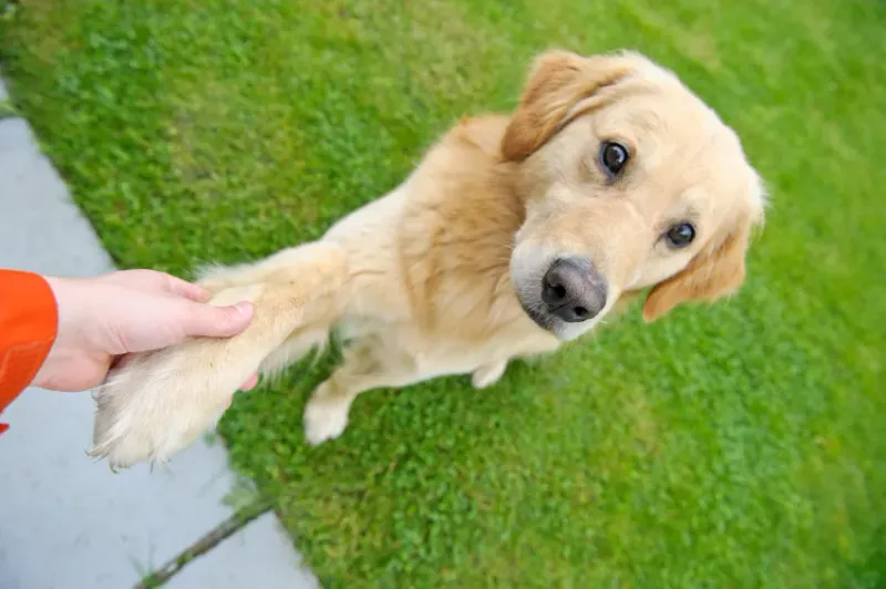 Golden Retriever