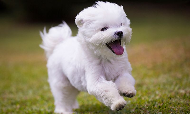 Maltese