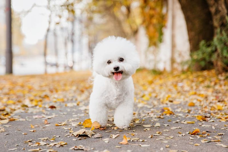 Bichon Frise