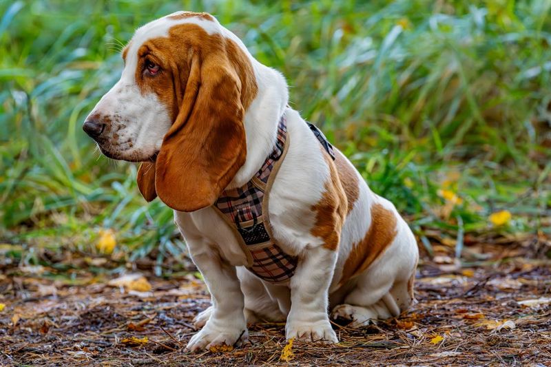 Basset Hound's Trail Troubles