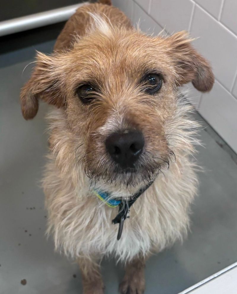 Terrier Mix