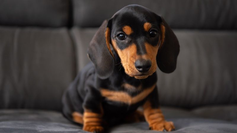 Dachshund