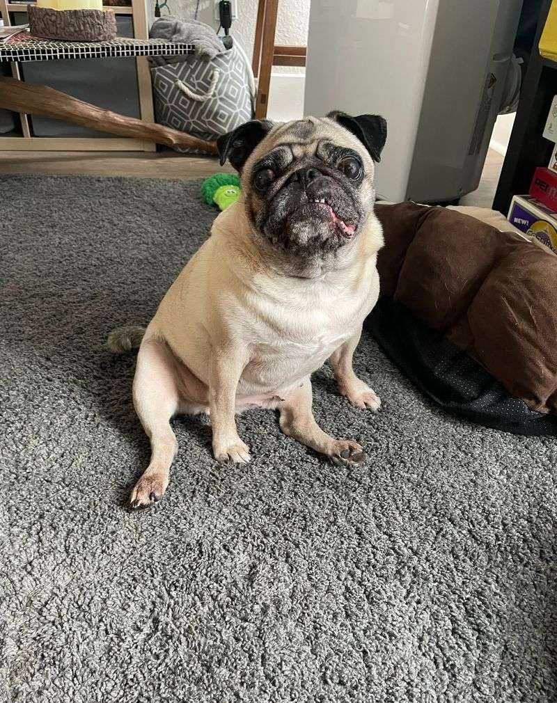 Pug