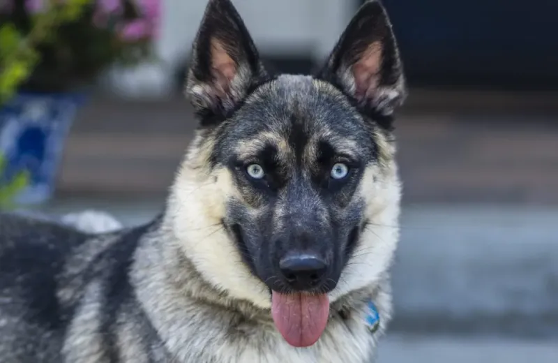 Shepsky