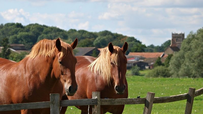 Suffolk Punch