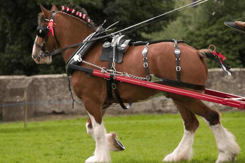 Clydesdale