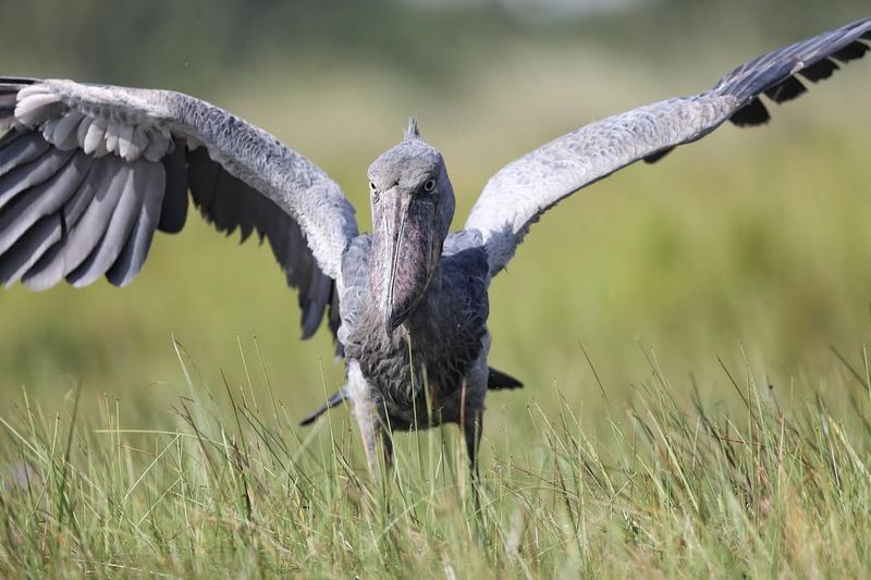 Shoebill Stork