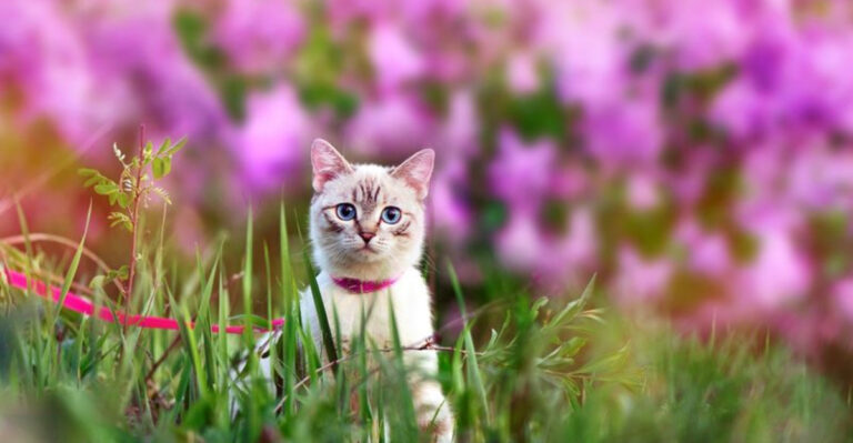 Should You Keep Your Cat Indoors Or Outdoors? 16 Key Pros And Cons