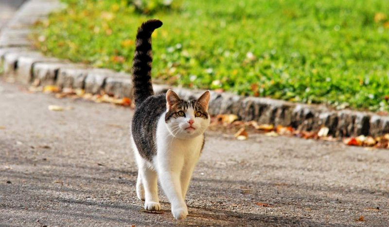 Tail Quivers