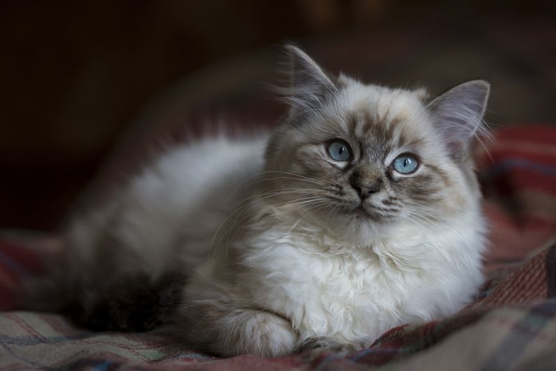 Ragdoll