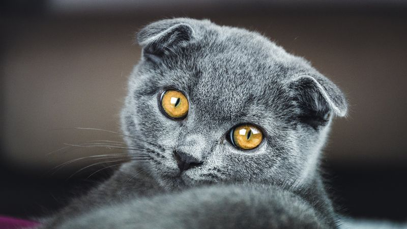 Scottish Fold: Soul-Reading Companions